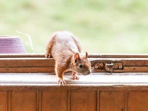 Squirrel Removal in Beverly, MA