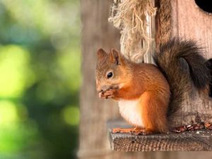 Squirrel Removal in Billerica, MA