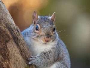Squirrel Removal in Brookline, MA