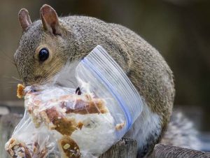 Squirrel Removal in Cambridge, MA