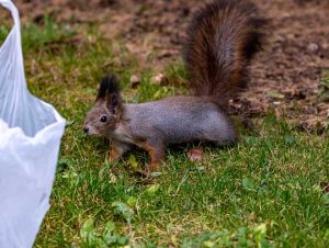 Squirrel Removal in Dorchester, MA