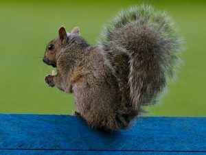 Squirrel Removal in Dracut, MA