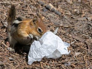 Squirrel Removal in Dunstable, MA