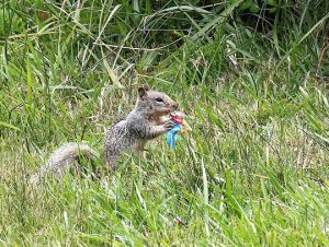 Squirrel Removal in Holbrook, MA