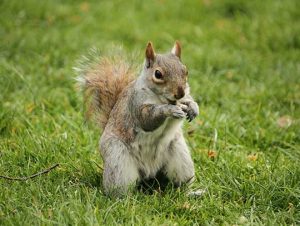 Squirrel Removal in Jamaica Plain, MA