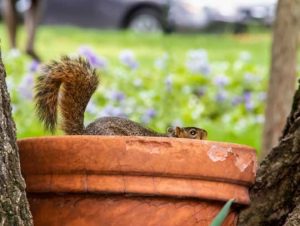Squirrel Removal in Lawrence, MA