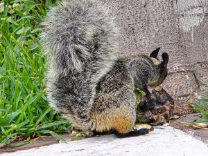Squirrel Removal in Mattapan, MA