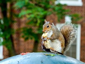 Squirrel Removal in Melrose, MA