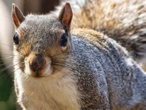 Squirrel Removal in Newton, MA