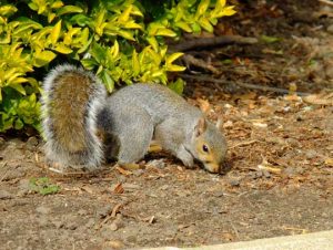 Squirrel Removal in North Billerica, MA