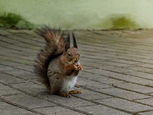 Squirrel Removal in Norwood, MA