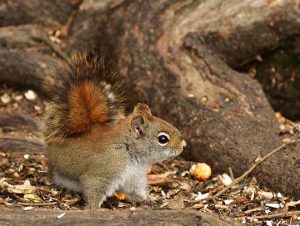 Squirrel Removal in Randolph, MA