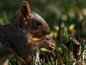 Squirrel Removal in Reading, MA