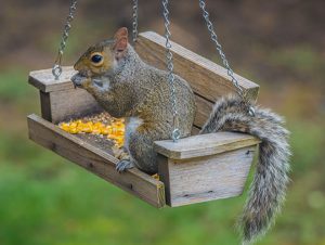 Squirrel Removal In Salem, MA