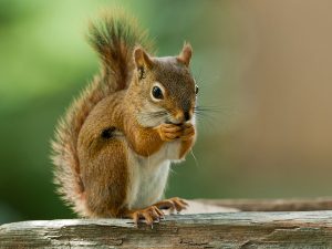 Squirrel Removal in Sharon, MA