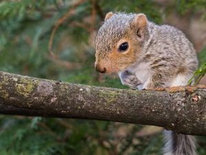 Squirrel Removal in Stoughton, MA