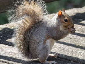 Squirrel Removal in Waltham, MA