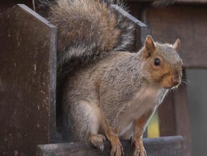 Squirrel Removal in Watertown, MA