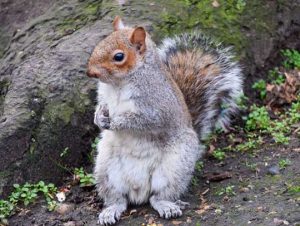 Squirrel Removal in Weston, MA