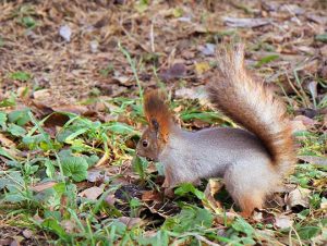 Squirrel Removal Methuen, MA