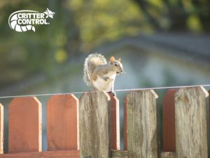 Squirrel Removal Boxford, MA