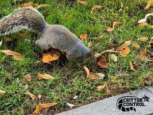 Squirrel removal Wellesley, MA