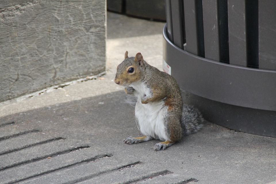 How to Get Rid of Squirrels - SWAT Wildlife Removal