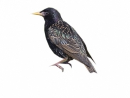 Starlings