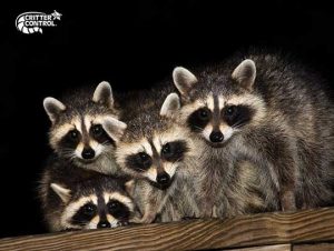 4 Steps to Get Raccoons Out of Your Attic