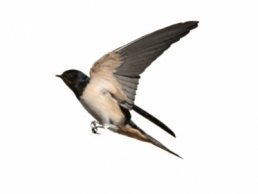 Swallows 1