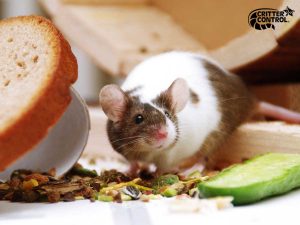 6 Ways to Get Rid of Mice