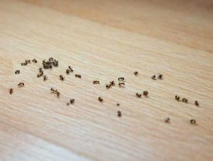 What Do Ants Hate The Most?