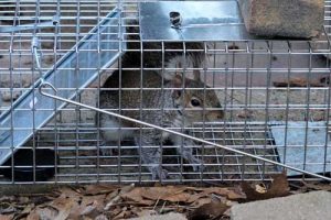 What Is Humane Wildlife Removal?