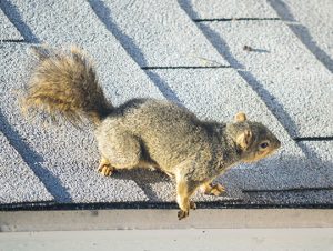 Critter Control® of Boston: Professional Wildlife Removal Services in Your Area