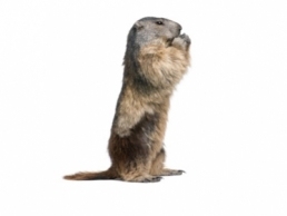 Woodchuck